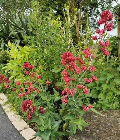 Luksustelt La Mimosa